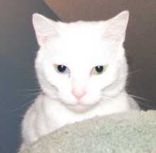 [picture of Star, a Domestic Short Hair dsh white cat]