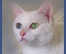 [picture of Star, a Domestic Short Hair dsh white\ cat] 