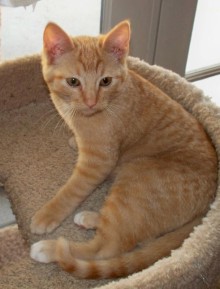 [another picture of Toby, a Domestic Short Hair orange/white\ cat] 