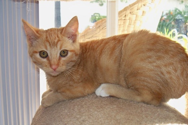[picture of Toby, a Domestic Short Hair orange/white cat]