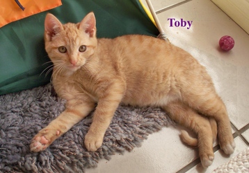 [picture of Toby, a Domestic Short Hair orange/white cat]