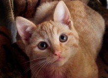 [picture of Toby, a Domestic Short Hair orange/white\ cat] 