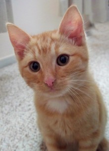 [another picture of Tango, a Domestic Short Hair orange/white\ cat] 