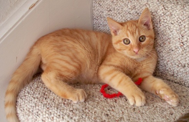 [picture of Tango, a Domestic Short Hair orange/white cat]