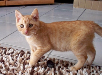 [picture of Tango, a Domestic Short Hair orange/white cat]