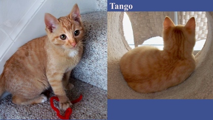 [picture of Tango, a Domestic Short Hair orange/white cat]