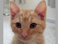 [picture of Tango, a Domestic Short Hair orange/white\ cat] 