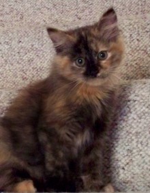 [another picture of Pebbles, a Domestic Medium Hair tortoiseshell\ cat] 