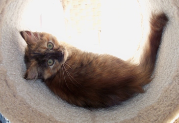 [picture of Pebbles, a Domestic Medium Hair tortoiseshell cat]