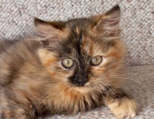 [picture of Pebbles, a Domestic Medium Hair tortoiseshell\ cat] 