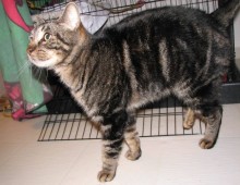 [another picture of Marburger, a Domestic Short Hair brown mackeral tabby\ cat] 