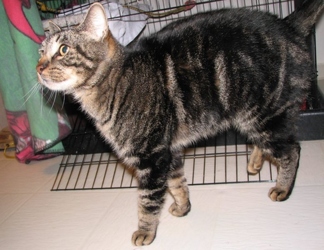 [picture of Marburger, a Domestic Short Hair brown mackeral tabby cat]