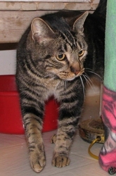 [picture of Marburger, a Domestic Short Hair brown mackeral tabby cat]