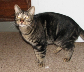 [picture of Marburger, a Domestic Short Hair brown mackeral tabby cat]