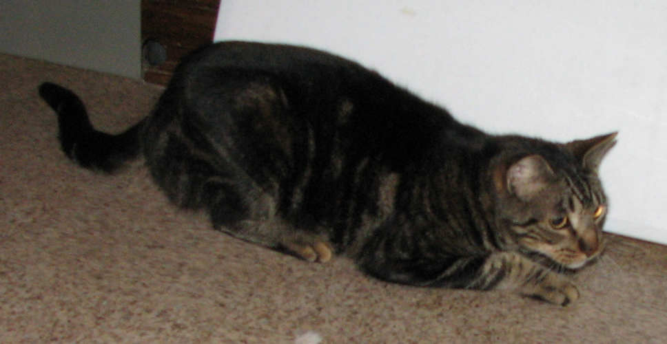 [picture of Marburger, a Domestic Short Hair brown mackeral tabby cat]