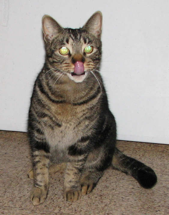 [picture of Marburger, a Domestic Short Hair brown mackeral tabby cat]