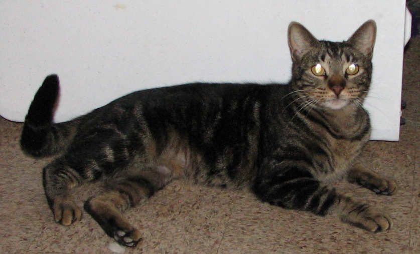 [picture of Marburger, a Domestic Short Hair brown mackeral tabby cat]