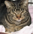 [picture of Marburger, a Domestic Short Hair brown mackeral tabby cat]