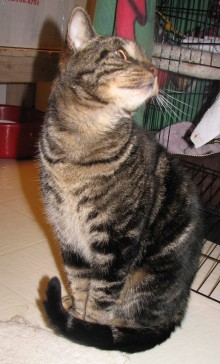 [picture of Marburger, a Domestic Short Hair brown mackeral tabby\ cat] 