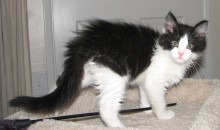 [another picture of Storm, a Domestic Medium Hair black/white\ cat] 