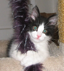 [picture of Storm, a Domestic Medium Hair black/white cat]