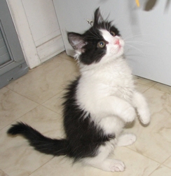 [picture of Storm, a Domestic Medium Hair black/white cat]