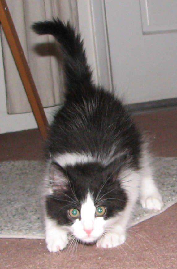 [picture of Storm, a Domestic Medium Hair black/white cat]