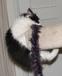 [picture of Storm, a Domestic Medium Hair black/white cat]