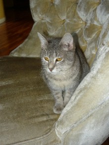 [another picture of Rosie FKA Candy, a Domestic Short Hair gray tabby\ cat] 