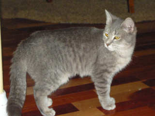 [picture of Rosie FKA Candy, a Domestic Short Hair gray tabby cat]