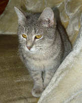 [picture of Rosie FKA Candy, a Domestic Short Hair gray tabby cat]