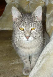 [picture of Rosie FKA Candy, a Domestic Short Hair gray tabby cat]