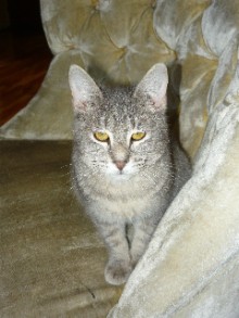 [picture of Rosie FKA Candy, a Domestic Short Hair gray tabby\ cat] 