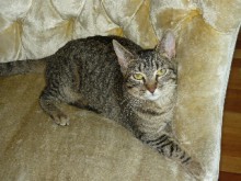 [another picture of Lily, a Domestic Short Hair brown tabby\ cat] 