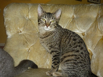 [picture of Lily, a Domestic Short Hair brown tabby cat]