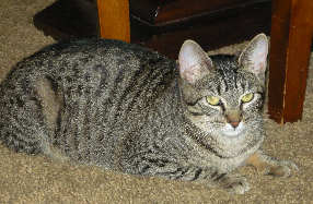 [picture of Lily, a Domestic Short Hair brown tabby cat]