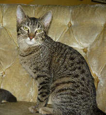 [picture of Lily, a Domestic Short Hair brown tabby cat]