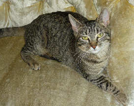 [picture of Lily, a Domestic Short Hair brown tabby cat]