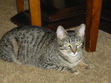 [picture of Lily, a Domestic Short Hair brown tabby\ cat] 