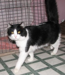 [another picture of Atticus, a Domestic Medium Hair black/white\ cat] 