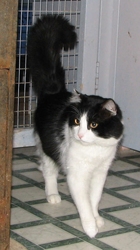 [picture of Atticus, a Domestic Medium Hair black/white cat]