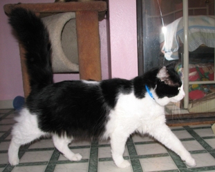 [picture of Atticus, a Domestic Medium Hair black/white cat]