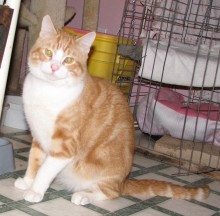 [another picture of Rhett, a Domestic Short Hair orange tabby/white\ cat] 
