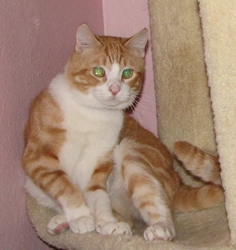 [picture of Rhett, a Domestic Short Hair orange tabby/white cat]