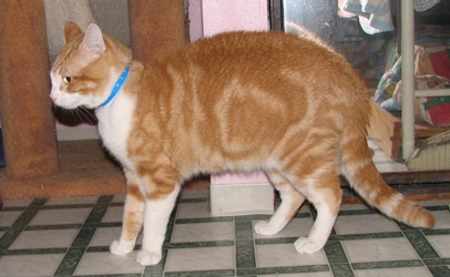 [picture of Rhett, a Domestic Short Hair orange tabby/white cat]