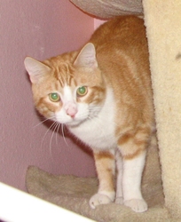 [picture of Rhett, a Domestic Short Hair orange tabby/white cat]