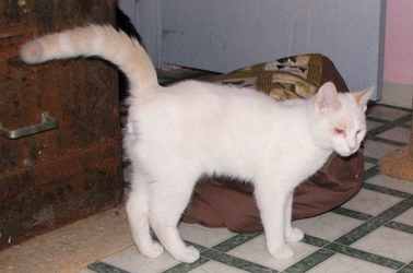 [picture of Sam, a Siamese-x flamepoint cat]