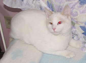 [picture of Sam, a Siamese-x flamepoint cat]