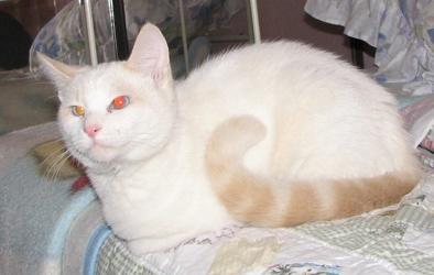 [picture of Sam, a Siamese-x flamepoint cat]