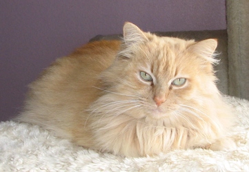 [picture of Midas, a Domestic Long Hair buff cat]